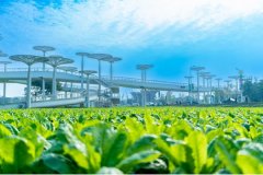 建牢“产运销管”闭环 成都“小菜篮”托稳大平